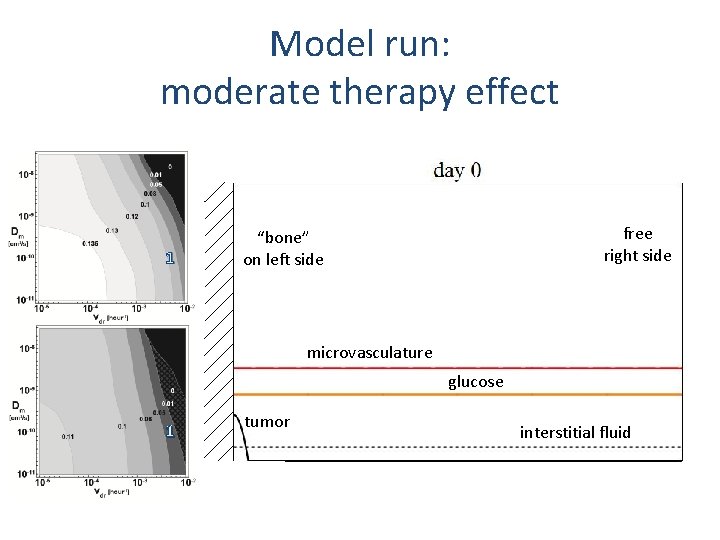 Model run: moderate therapy effect 1 free right side “bone” on left side microvasculature Model run: moderate therapy effect 1 free right side “bone” on left side microvasculature