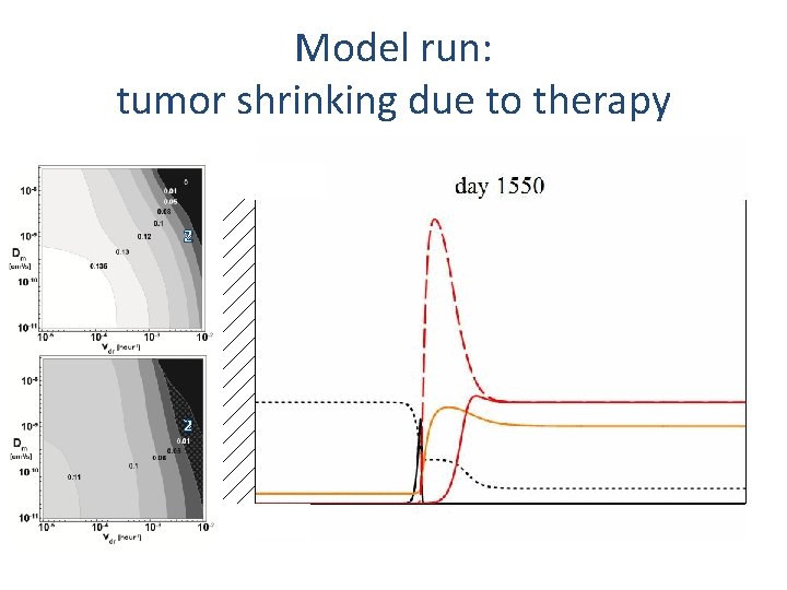 Model run: tumor shrinking due to therapy 2 2 Model run: tumor shrinking due to therapy 2 2