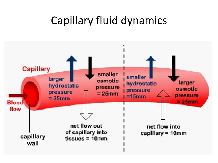 Capillary fluid dynamics Capillary fluid dynamics