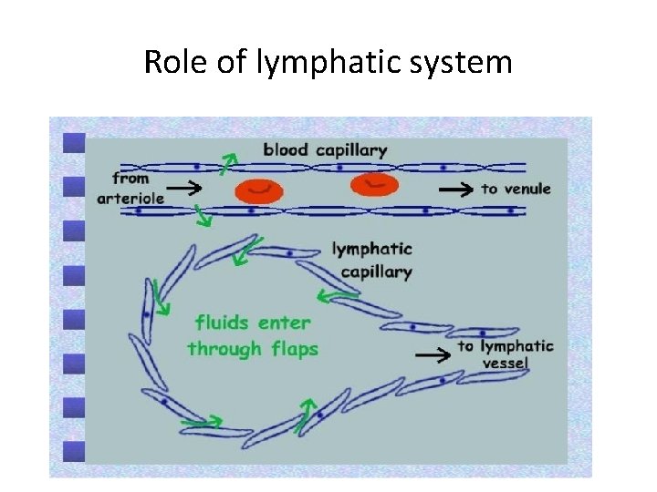 Role of lymphatic system Role of lymphatic system