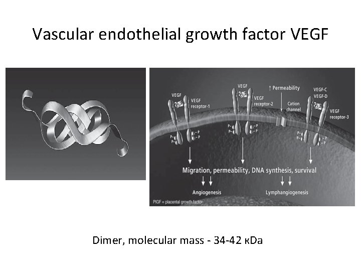 Vascular endothelial growth factor VEGF Dimer, molecular mass - 34 -42 к. Da Vascular endothelial growth factor VEGF Dimer, molecular mass - 34 -42 к. Da