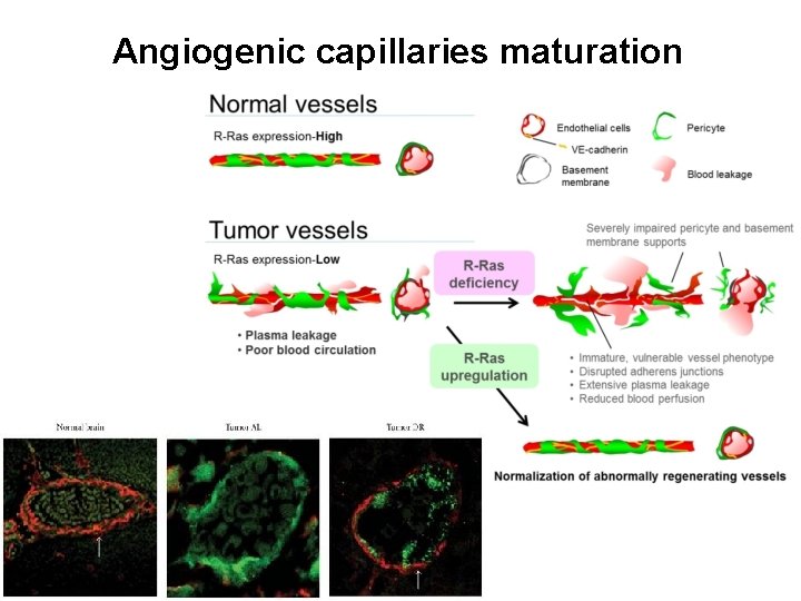 Angiogenic capillaries maturation Angiogenic capillaries maturation