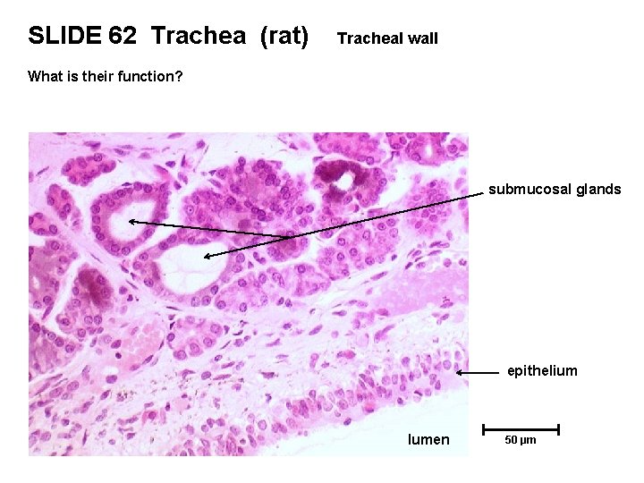 SLIDE 62 Trachea (rat) Tracheal wall What is their function? submucosal glands epithelium lumen