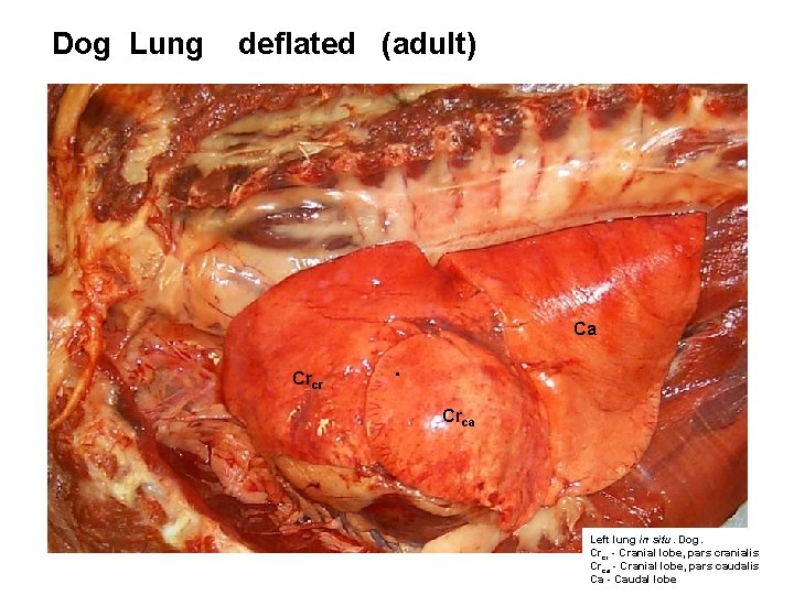 Dog Lung deflated (adult) Ca Crcr . Crca Left lung in situ. Dog. Crcr