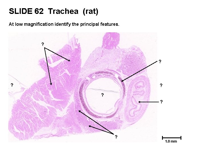 SLIDE 62 Trachea (rat) At low magnification identify the principal features. ? ? ?