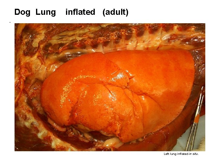 Dog Lung inflated (adult) . Left lung inflated in situ. 