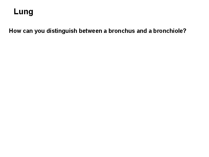 Lung How can you distinguish between a bronchus and a bronchiole? 