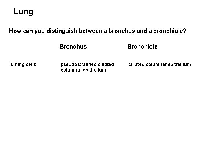 Lung How can you distinguish between a bronchus and a bronchiole? Lining cells Bronchus
