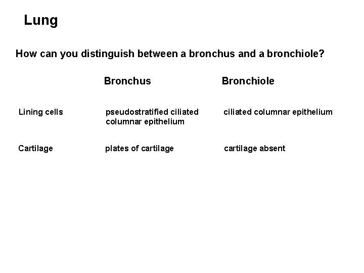 Lung How can you distinguish between a bronchus and a bronchiole? Bronchus Bronchiole Lining