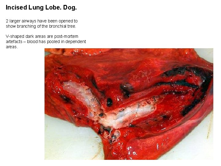Incised Lung Lobe. Dog. 2 larger airways have been opened to show branching of