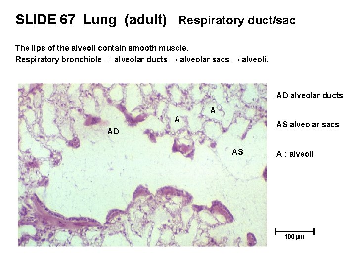 SLIDE 67 Lung (adult) Respiratory duct/sac The lips of the alveoli contain smooth muscle.
