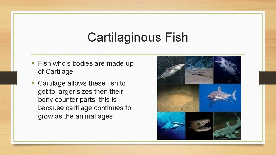 Cartilaginous Fish • Fish who’s bodies are made up of Cartilage • Cartilage allows