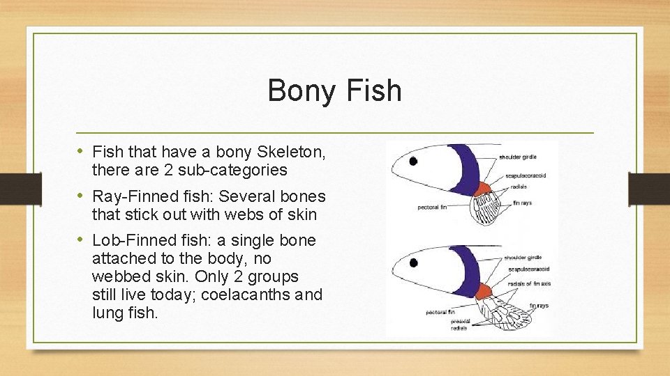 Bony Fish • Fish that have a bony Skeleton, there are 2 sub-categories •