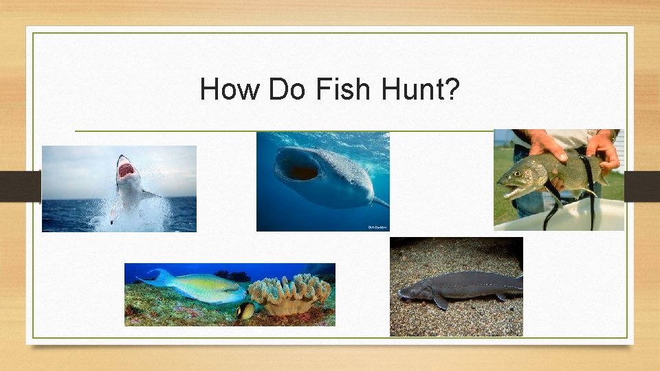 How Do Fish Hunt? 