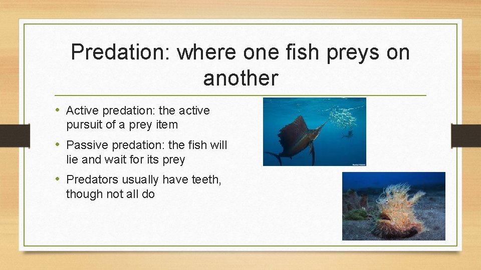 Predation: where one fish preys on another • Active predation: the active pursuit of
