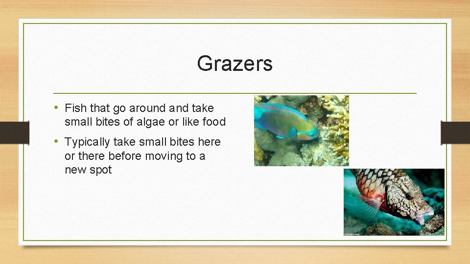 Grazers • Fish that go around and take small bites of algae or like