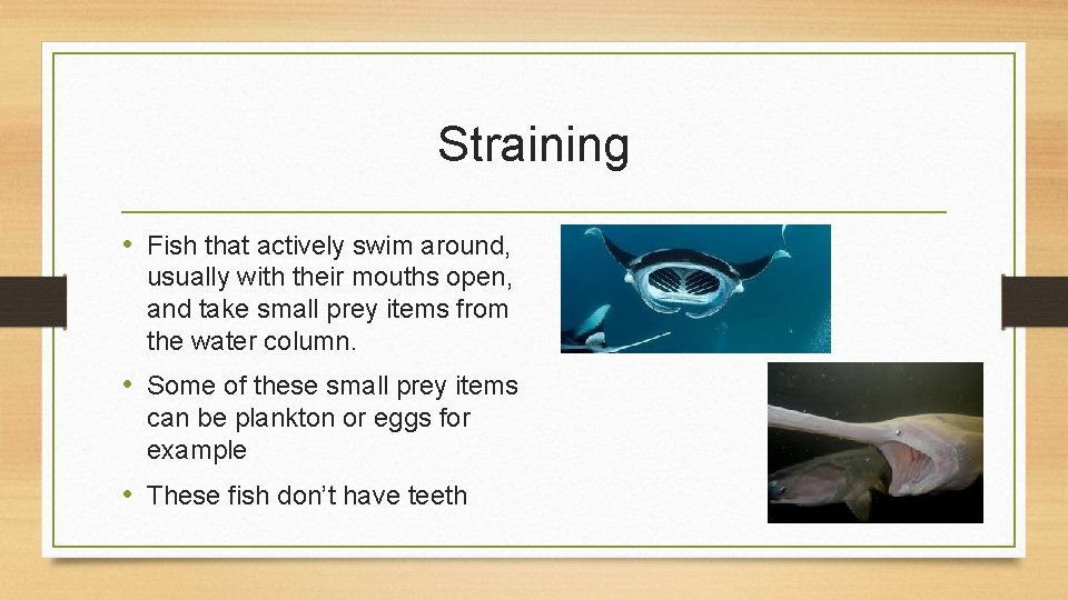 Straining • Fish that actively swim around, usually with their mouths open, and take