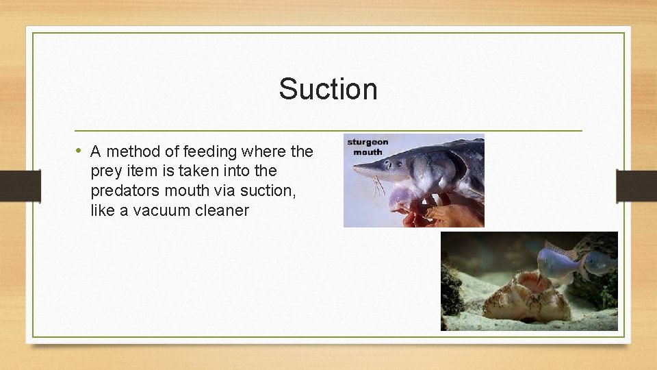 Suction • A method of feeding where the prey item is taken into the