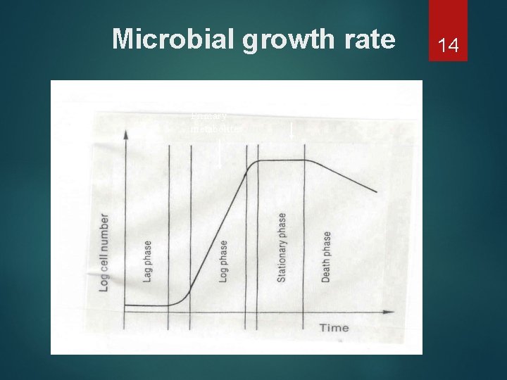 Microbial growth rate Primary metabolites Secondary metabolites 14 