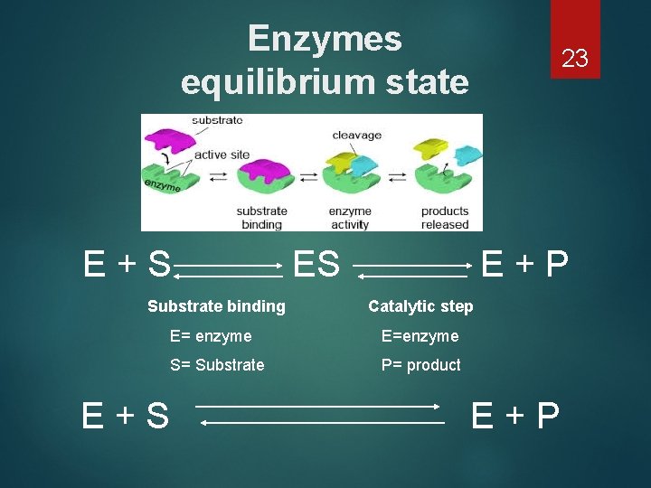 Enzymes equilibrium state E+S Substrate binding E+S 23 ES E+P Catalytic step E= enzyme