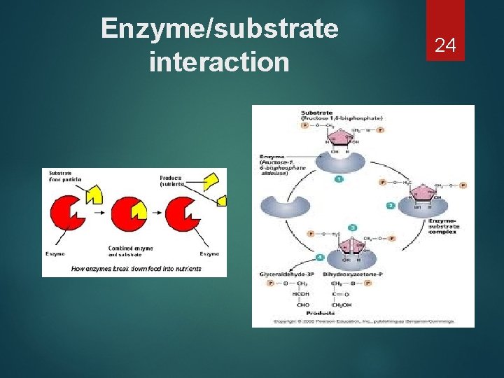 Enzyme/substrate interaction 24 
