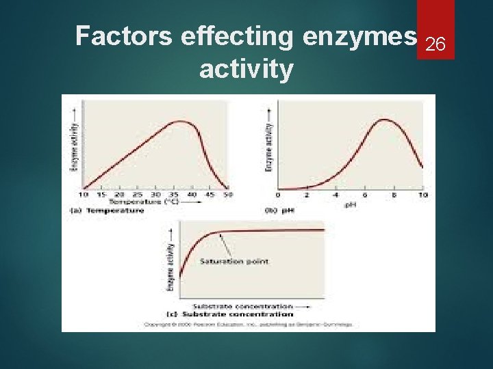 Factors effecting enzymes 26 activity 