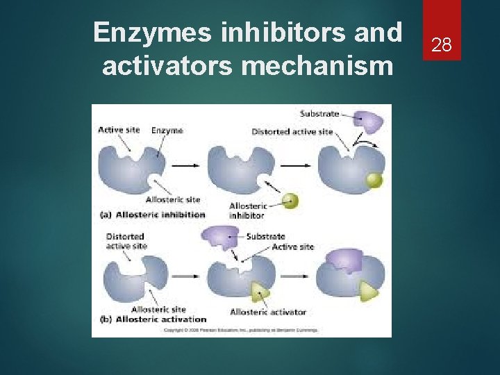 Enzymes inhibitors and activators mechanism 28 