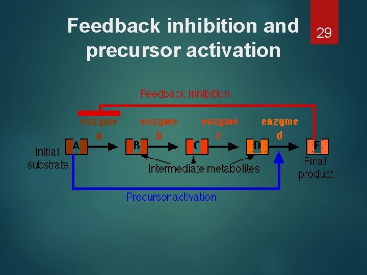 Feedback inhibition and precursor activation 29 