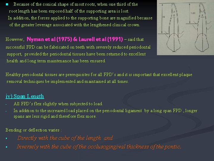 Because of the conical shape of most roots, when one third of the root