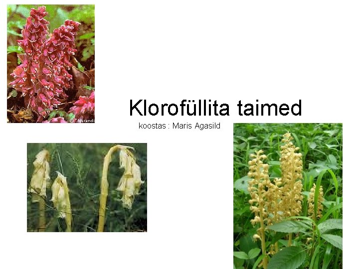 Klorofüllita taimed koostas : Maris Agasild Klorofüllita taimed koostas : Maris Agasild