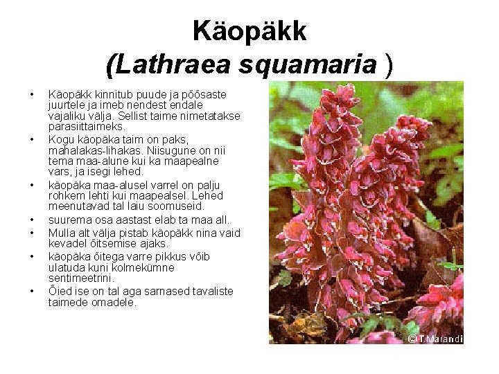 Käopäkk (Lathraea squamaria ) • • Käopäkk kinnitub puude ja põõsaste juurtele ja imeb Käopäkk (Lathraea squamaria ) • • Käopäkk kinnitub puude ja põõsaste juurtele ja imeb