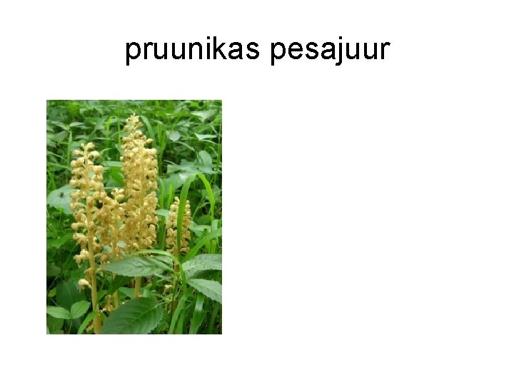 pruunikas pesajuur pruunikas pesajuur