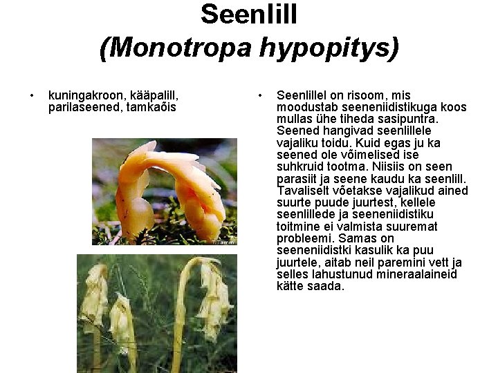 Seenlill (Monotropa hypopitys) • kuningakroon, kääpalill, parilaseened, tamkaõis • Seenlillel on risoom, mis moodustab Seenlill (Monotropa hypopitys) • kuningakroon, kääpalill, parilaseened, tamkaõis • Seenlillel on risoom, mis moodustab