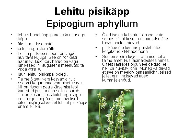Lehitu pisikäpp Epipogium aphyllum • • • leheta habekäpp, punase kannusega käpp üks haruldasemaid Lehitu pisikäpp Epipogium aphyllum • • • leheta habekäpp, punase kannusega käpp üks haruldasemaid
