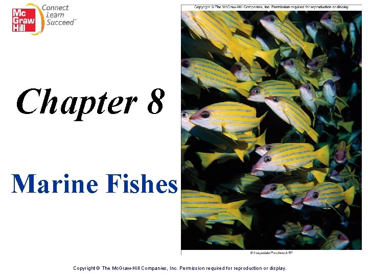 Chapter 8 Marine Fishes Copyright © The Mc. Graw-Hill Companies, Inc. Permission required for