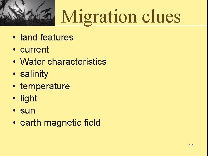 Migration clues • • land features current Water characteristics salinity temperature light sun earth