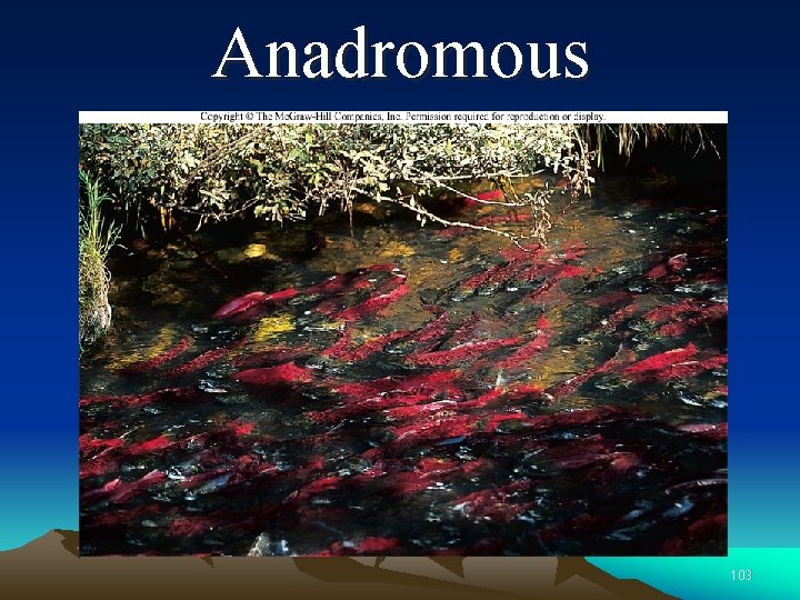 Anadromous 103 