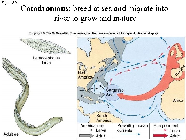 Figure 8. 24 Catadromous: breed at sea and migrate into river to grow and