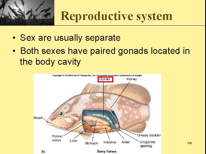 Reproductive system • Sex are usually separate • Both sexes have paired gonads located