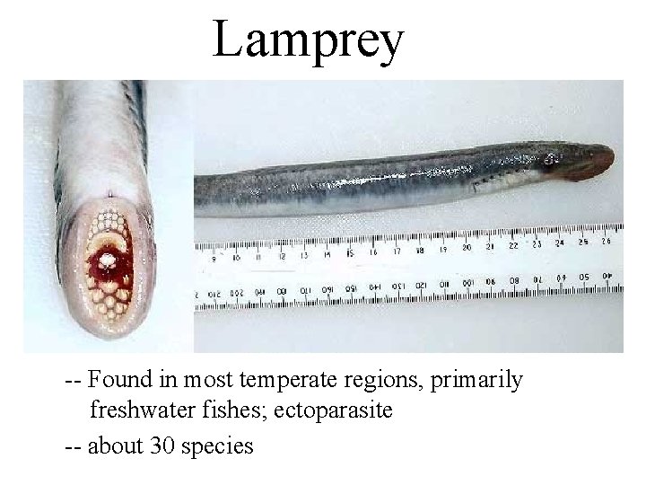 Lamprey -- Found in most temperate regions, primarily freshwater fishes; ectoparasite -- about 30