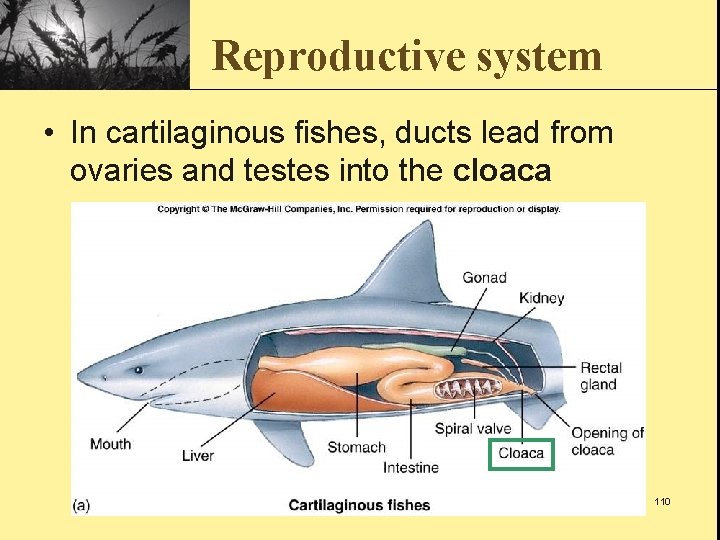 Reproductive system • In cartilaginous fishes, ducts lead from ovaries and testes into the
