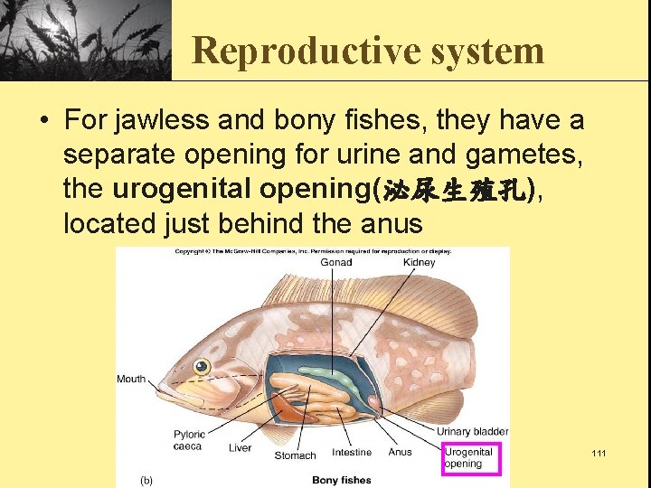 Reproductive system • For jawless and bony fishes, they have a separate opening for