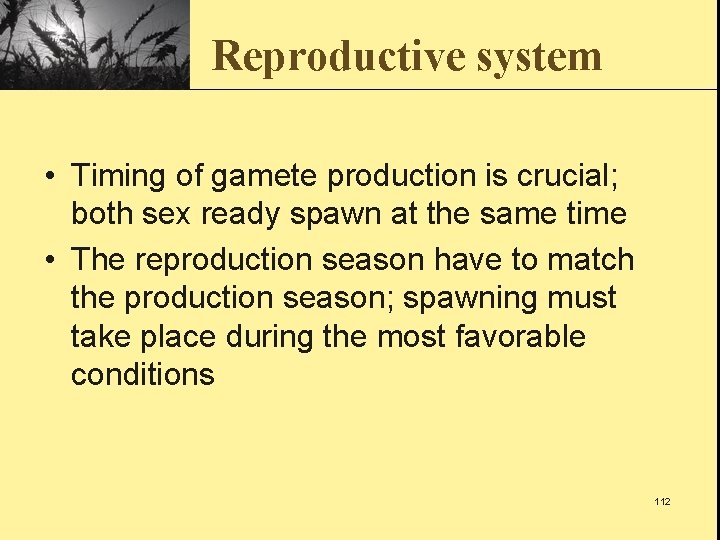 Reproductive system • Timing of gamete production is crucial; both sex ready spawn at