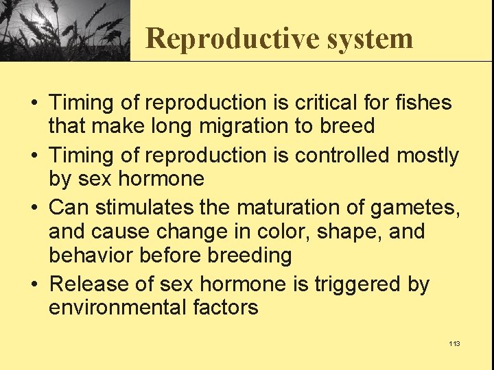 Reproductive system • Timing of reproduction is critical for fishes that make long migration