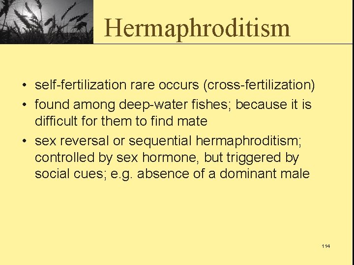 Hermaphroditism • self-fertilization rare occurs (cross-fertilization) • found among deep-water fishes; because it is