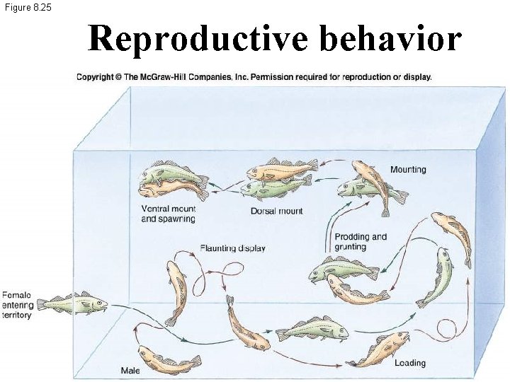 Figure 8. 25 Reproductive behavior 