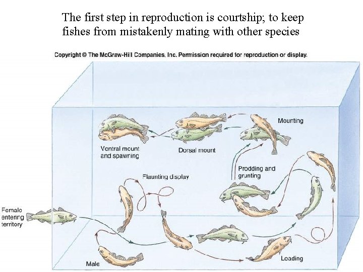 The first step in reproduction is courtship; to keep fishes from mistakenly mating with