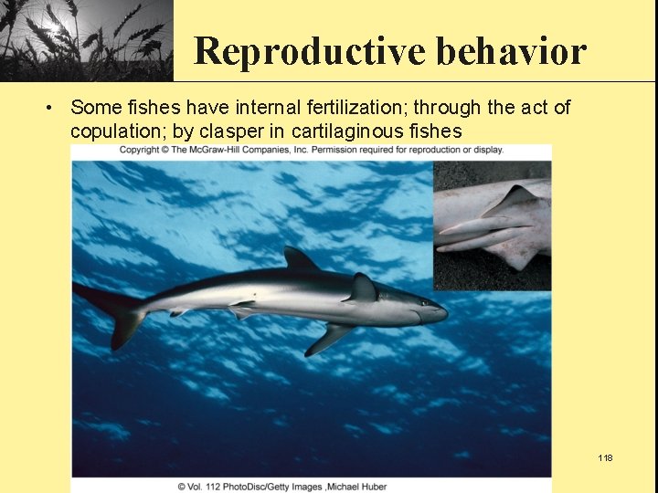 Reproductive behavior • Some fishes have internal fertilization; through the act of copulation; by