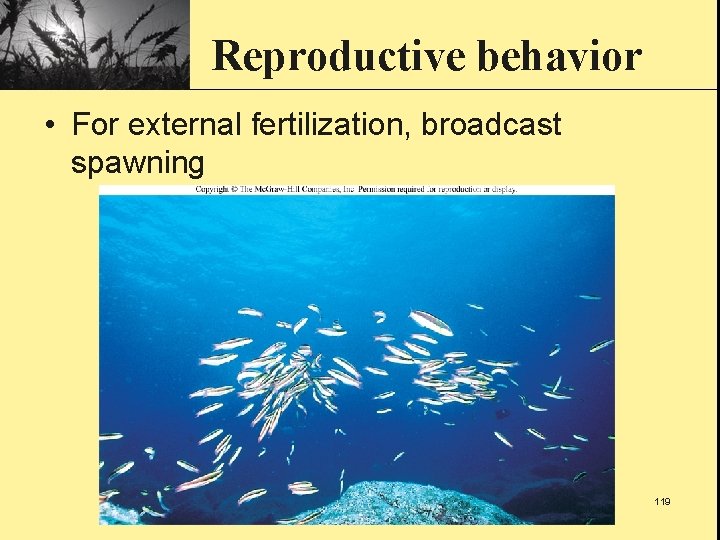 Reproductive behavior • For external fertilization, broadcast spawning 119 