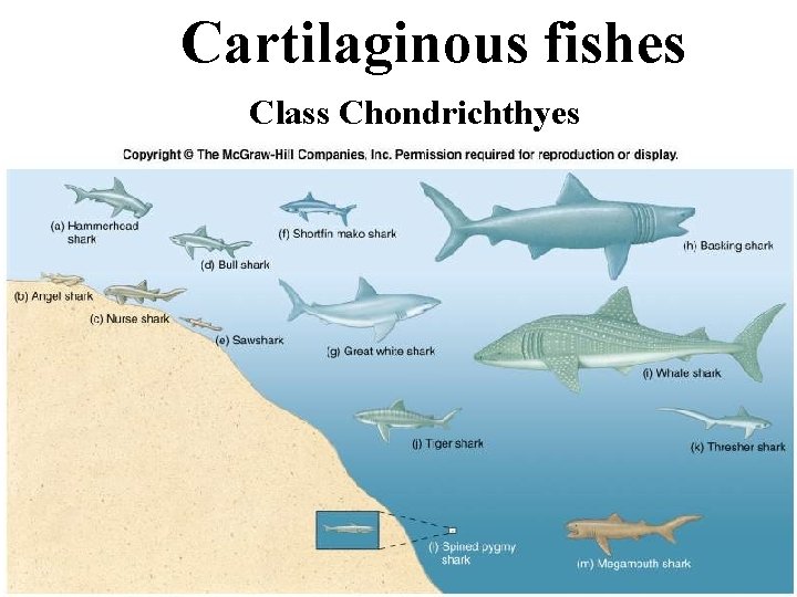 Cartilaginous fishes Class Chondrichthyes 